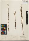Foto von Salix iliensis Regel